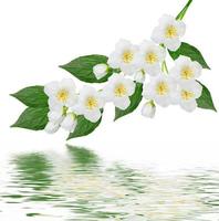 White jasmine flower. photo