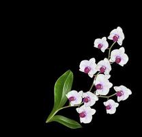 delicadas flores de orquídeas aisladas sobre fondo negro. foto