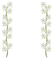 campanillas de flores de primavera aisladas sobre fondo blanco. foto