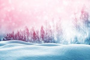 Frozen winter forest with snow covered trees. photo