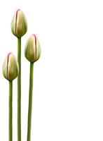 spring flowers tulips isolated on white background. photo