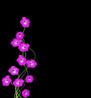 lavatera  isolated on black background. bright flower photo