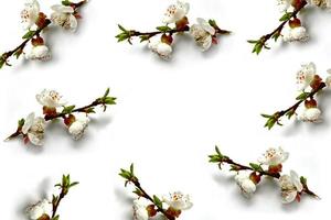 Flowering branch of apple isolated on a white background. Spring photo