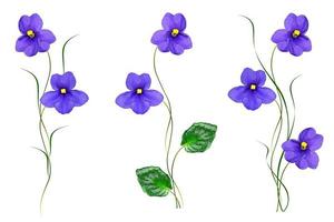 spring flowers violet photo