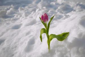 tulip flower growing in snow in early spring garden photo