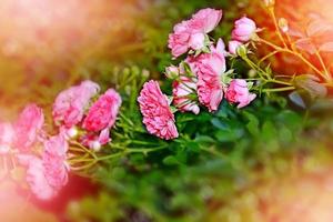 delicadas flores de jardín de rosas silvestres foto