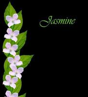 branch of jasmine flowers photo