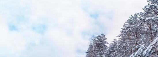 Frozen winter forest with snow covered trees. photo