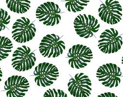 Floral background of green leaves of monsters and ferns photo