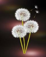 Dandelion on a black background photo