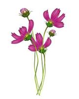 Cosmos flowers isolated on white background photo