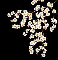 White apricot flowers branch photo