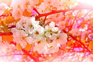 Flowering Pear. Spring flowering garden. photo