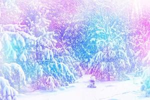 forest in the frost. Winter landscape. Snow covered trees. photo