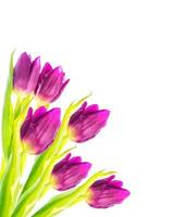 spring flowers tulips isolated on white background. photo