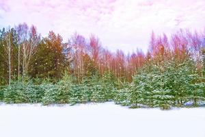 bosque de invierno congelado con árboles cubiertos de nieve. foto