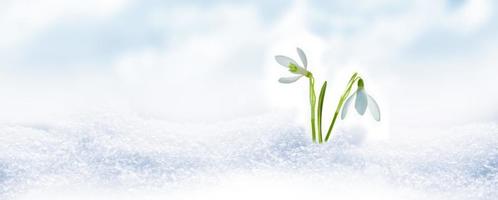 snowdrop flower growing in snow in early spring forest photo