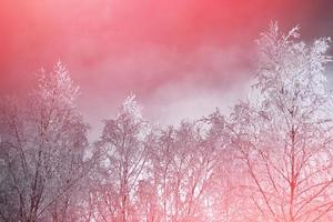 bosque de invierno congelado con árboles cubiertos de nieve. foto