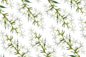 spring flower campanula isolated on white background. photo