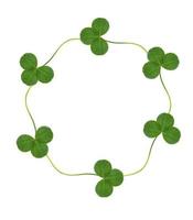 leaf clover on white background photo