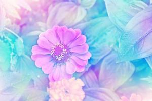 Pink zinnias colorful flowers on a background summer landscape photo