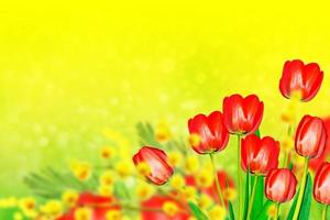 Bright and colorful flowers tulips photo