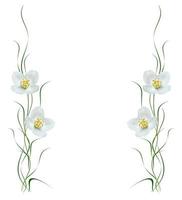 branch of jasmine flowers isolated on white background photo