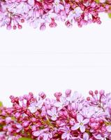 spring flowers lilac isolated on white background. photo