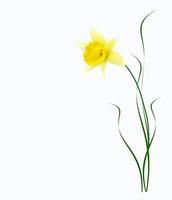 spring flowers narcissus isolated on white background photo