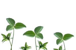 green clover leaves isolated on white background. St.Patrick 's Day photo