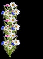 Flowers daisies and cornflowers on a black background photo