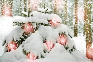 Winter Forest. Winter landscape photo