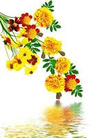 Marigold flowers isolated on white background photo