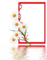 margaritas flor de verano aislado sobre fondo blanco. tarjeta de vacaciones foto
