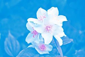 White jasmine The branch delicate spring flowers photo