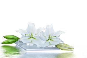 Flower lily isolated on white background. summer photo