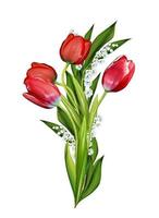 spring flowers tulips isolated on white background photo