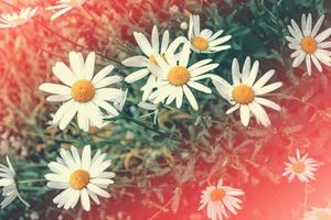 White bright daisy flowers on a background of the summer landscape. photo