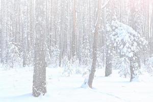 forest in the frost. Winter landscape. Snow covered trees. photo