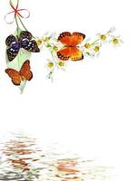 branch of flowers and butterflies isolated on a white background photo