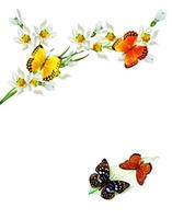 branch of flowers and butterflies isolated on a white background photo