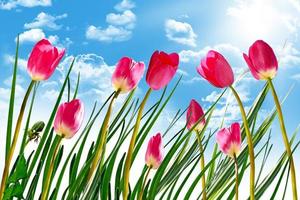 tulipanes de flores de primavera en el fondo del cielo azul con nubes foto