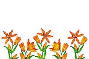 pattern of lily flowers isolated on white background photo