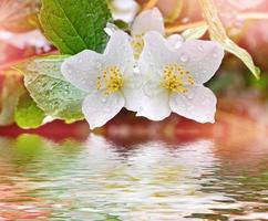 Spring landscape with delicate jasmine flowers. photo