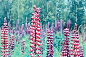 Summer landscape with beautiful bright lupine flowers photo