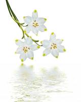 spring flowers snowdrops isolated on white background. photo