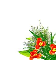 spring flowers tulips isolated on white background. photo