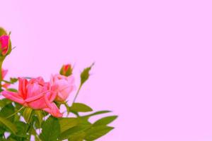flor de colores brillantes rosa foto