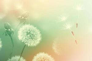 Fluffy dandelion flower against the background of the summer landscape. photo