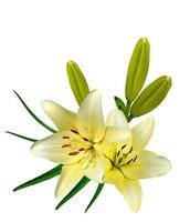 lily flowers isolated on white background photo